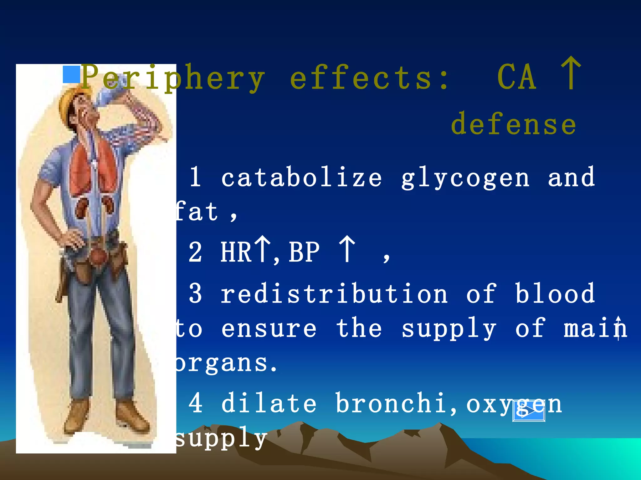 1 catabolize glycogen and fat ， 2 HR  ,BP     ， 3 redistribution of blood to ensure the supply of main organs. 4 dilate bronchi,oxygen supply Periphery effects:  CA   defense 