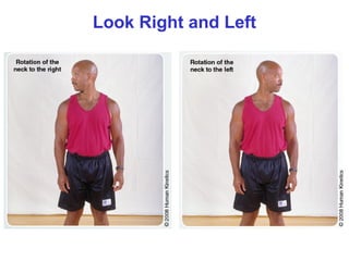 stretching exercises can stimulate the muscle | PPT