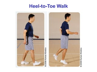 stretching exercises can stimulate the muscle | PPT