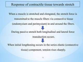 When a muscle is stretched and elongated, the stretch force is
transmitted to the muscle fibers via connective tissue
(endomysium and perimysium) in and around the fibers.
During passive stretch both longitudinal and lateral force
transduction occurs.
When initial lengthening occurs in the series elastic (connective
tissue) component, tension rises sharply.
Response of contractile tissue towards stretch
12
 