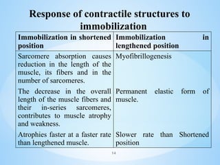 Response of contractile structures to
immobilization
Immobilization in shortened
position
Immobilization in
lengthened position
Sarcomere absorption causes
reduction in the length of the
muscle, its fibers and in the
number of sarcomeres.
The decrease in the overall
length of the muscle fibers and
their in-series sarcomeres,
contributes to muscle atrophy
and weakness.
Atrophies faster at a faster rate
than lengthened muscle.
Myofibrillogenesis
Permanent elastic form of
muscle.
Slower rate than Shortened
position
14
 