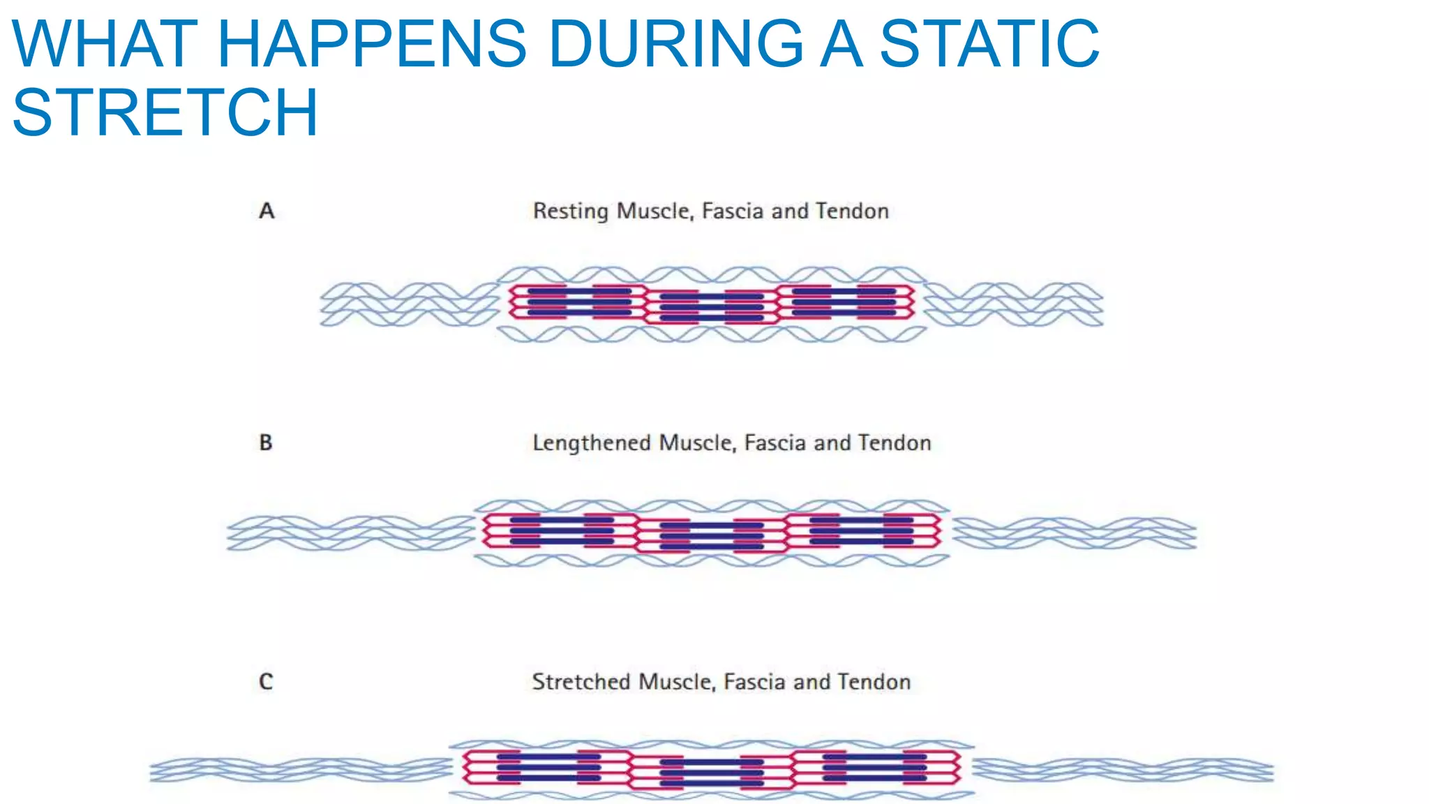 WHAT HAPPENS DURING A STATIC
STRETCH
 