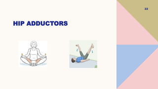 22
HIP ADDUCTORS
 