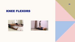 25
KNEE FLEXORS
 
