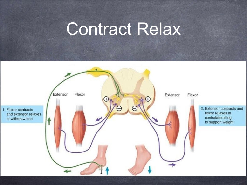 Stretching Physiology Stretching Physiology