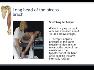 STRETCHING UPPER LIMB.pptx