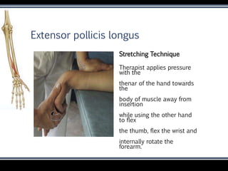 STRETCHING-UPPER LIMB.pptx @Dr.Muskan Rastogi (PT) BPT,MPT(OBG) | PPTX