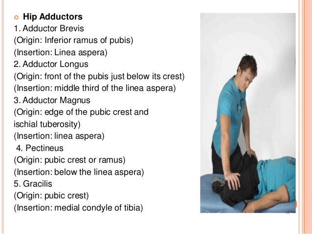 Stretching Of Hip Joint Muscles - 638x479 - jpeg Adductor Magnus Stretch