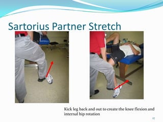 Sartorius Partner Stretch27Kick leg back and out to create the knee flexion and internal hip rotation