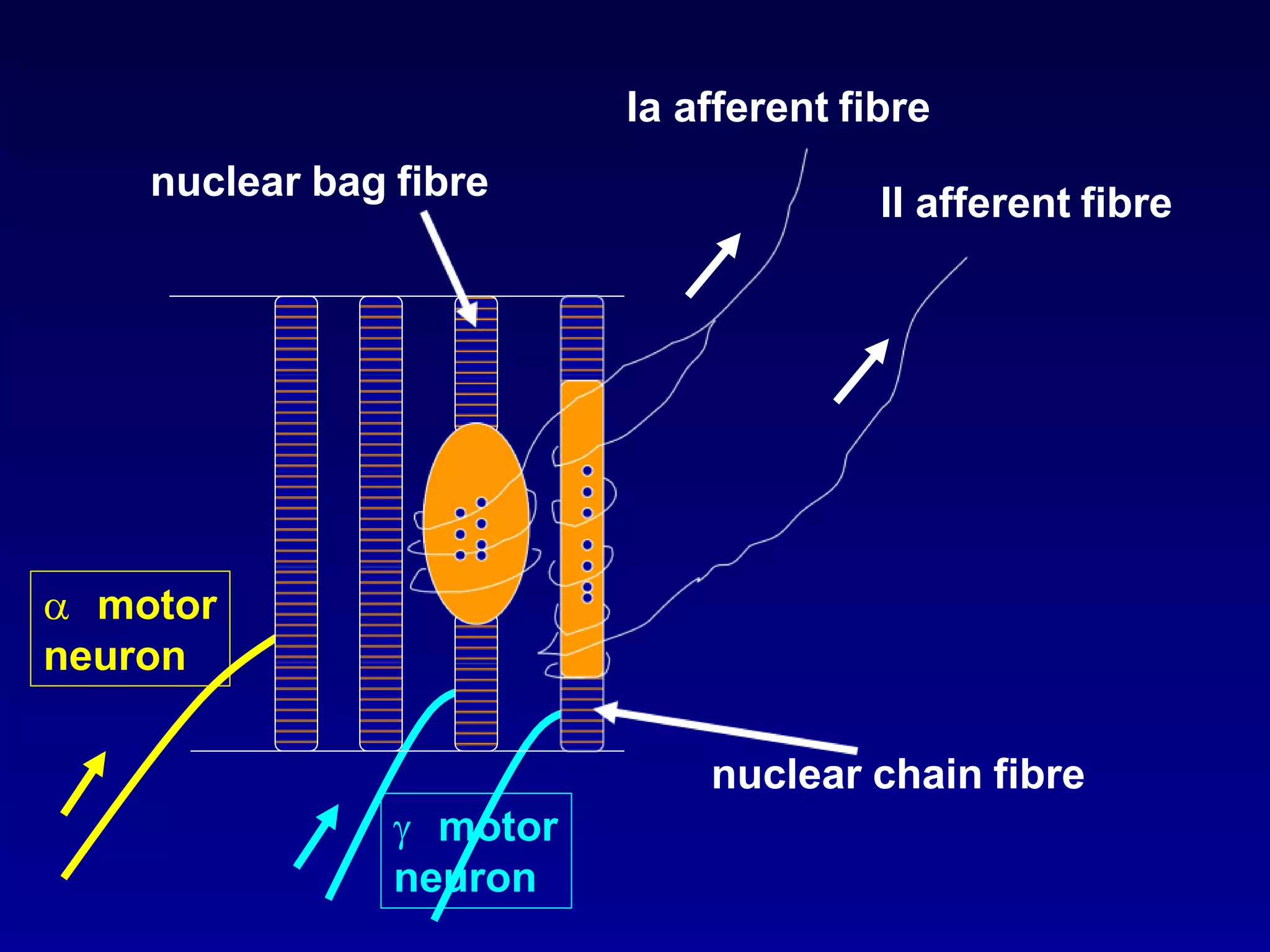 Ia afferent fibre
II afferent fibre
nuclear bag fibre
 motor
neuron
nuclear chain fibre
 motor
neuron
 