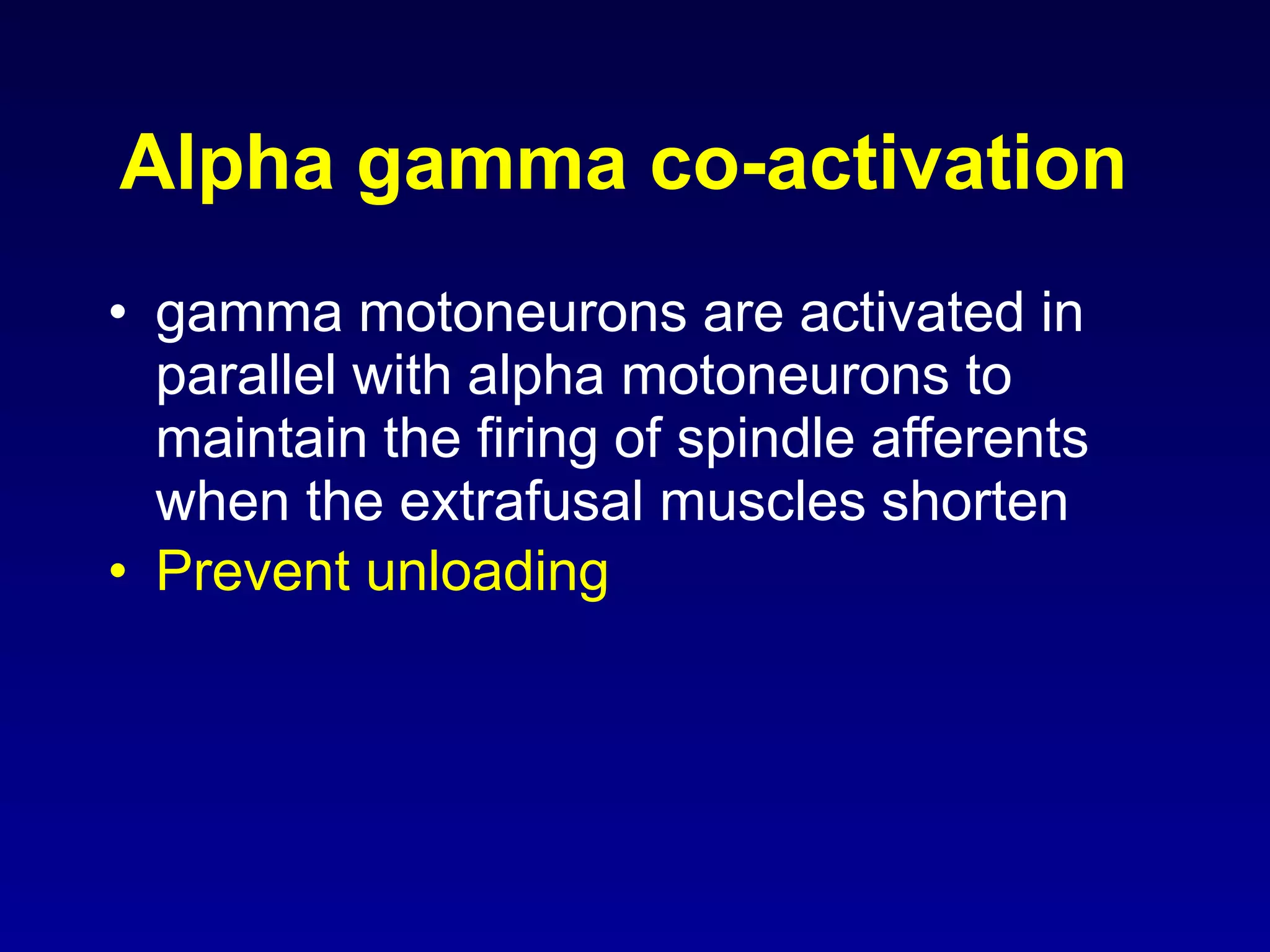 Alpha gamma co-activation
• gamma motoneurons are activated in
parallel with alpha motoneurons to
maintain the firing of spindle afferents
when the extrafusal muscles shorten
• Prevent unloading
 