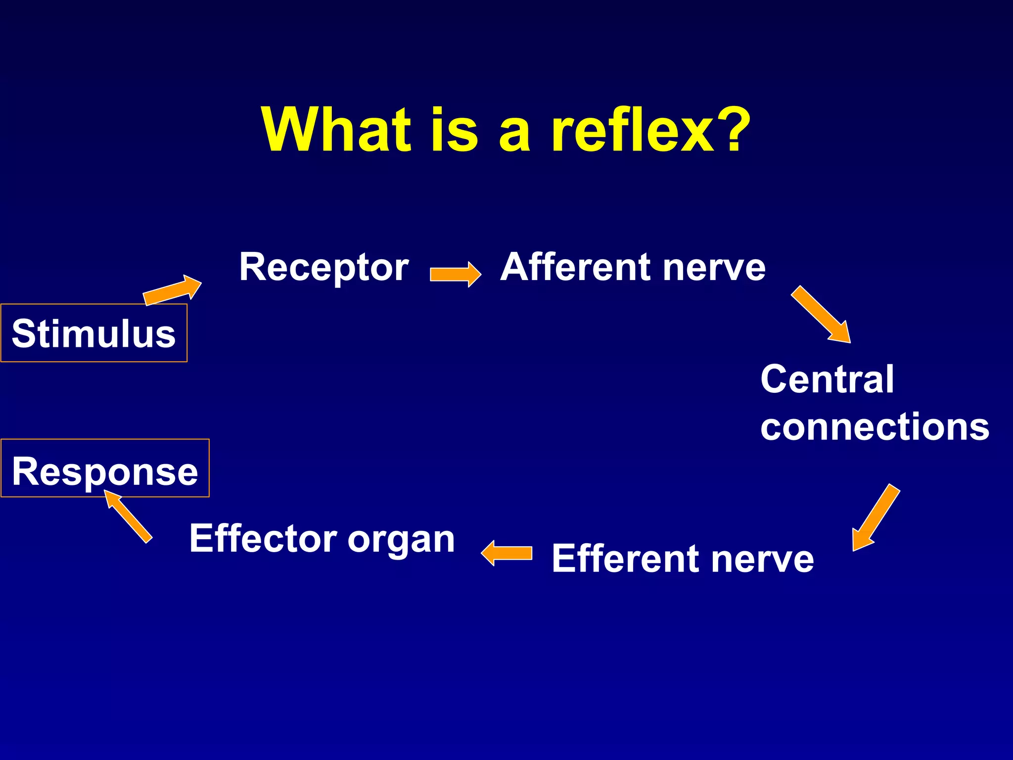 What is a reflex?
Afferent nerve
Central
connections
Efferent nerve
Receptor
Stimulus
Response
Effector organ
 