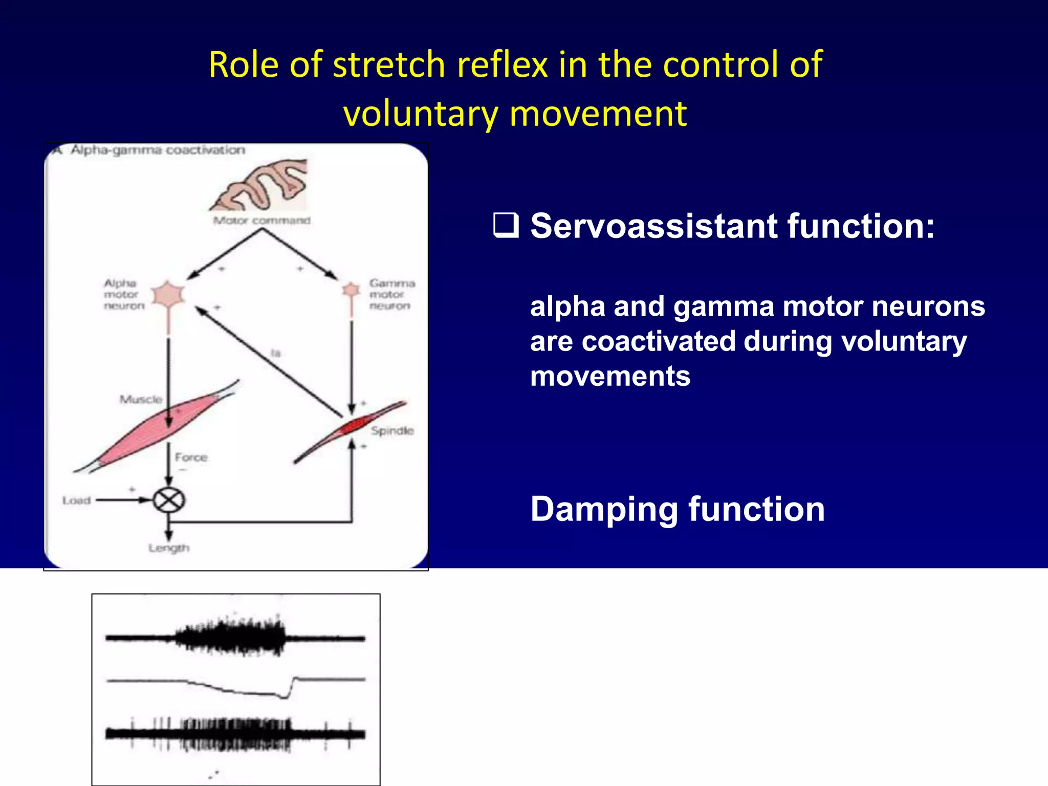  Servoassistant function:
alpha and gamma motor neurons
are coactivated during voluntary
movements
Damping function
Role of stretch reflex in the control of
voluntary movement
 