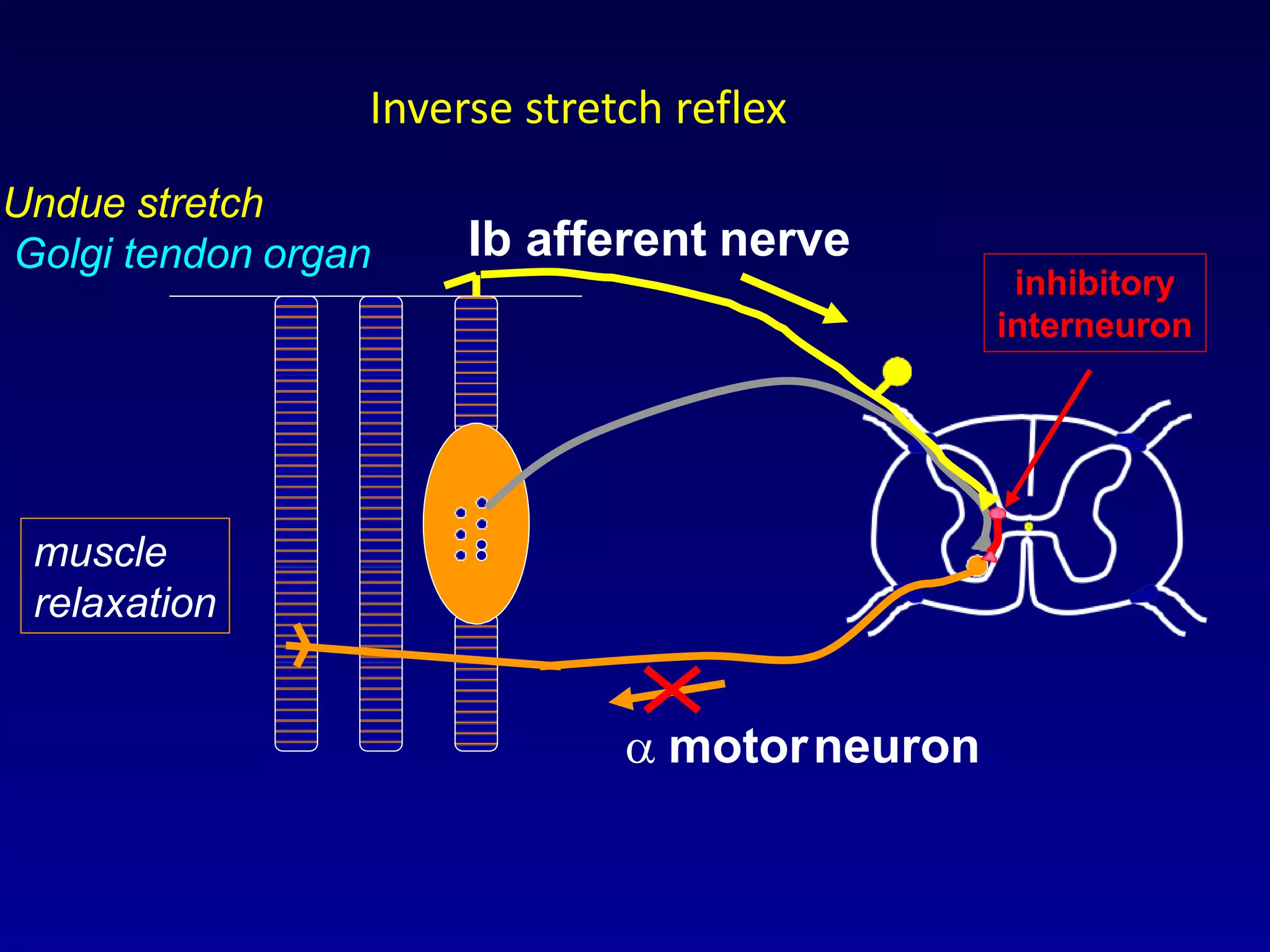  motorneuron
Undue stretch
Golgi tendon organ
muscle
relaxation
Ib afferent nerve
inhibitory
interneuron
Inverse stretch reflex
 