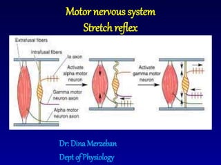 Dr: Dina Merzeban
Dept ofPhysiology
Motor nervous system
Stretch reflex
 