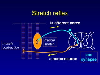 Ia afferent nerve
 motorneuron
one
synapse
muscle
stretchmuscle
contraction
Stretch reflex
 