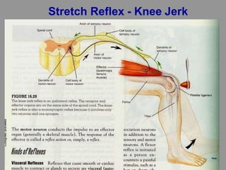 Stretch Reflex - Knee Jerk
 