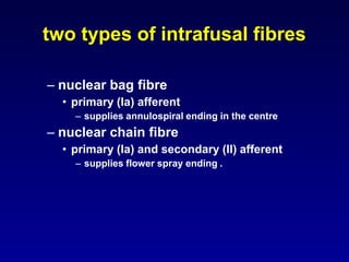– nuclear bag fibre
• primary (Ia) afferent
– supplies annulospiral ending in the centre
– nuclear chain fibre
• primary (Ia) and secondary (II) afferent
– supplies flower spray ending .
two types of intrafusal fibres
 