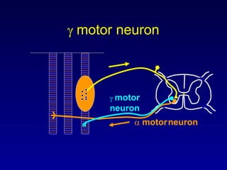  motor
neuron
 motorneuron
 motor neuron
 