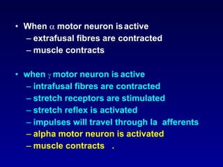 • When  motor neuron isactive
– extrafusal fibres are contracted
– muscle contracts
• when  motor neuron is active
– intrafusal fibres are contracted
– stretch receptors are stimulated
– stretch reflex is activated
– impulses will travel through Ia afferents
– alpha motor neuron is activated
– muscle contracts .
 