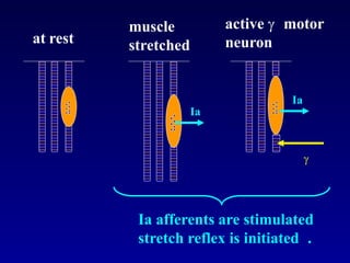 at rest
muscle
stretched
active  motor
neuron
Ia
Ia

Ia afferents are stimulated
stretch reflex is initiated .
 