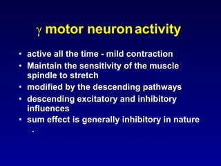  motor neuronactivity
• active all the time - mild contraction
• Maintain the sensitivity of the muscle
spindle to stretch
• modified by the descending pathways
• descending excitatory and inhibitory
influences
• sum effect is generally inhibitory in nature
.
 