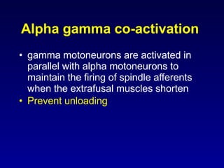 Alpha gamma co-activation
• gamma motoneurons are activated in
parallel with alpha motoneurons to
maintain the firing of spindle afferents
when the extrafusal muscles shorten
• Prevent unloading
 
