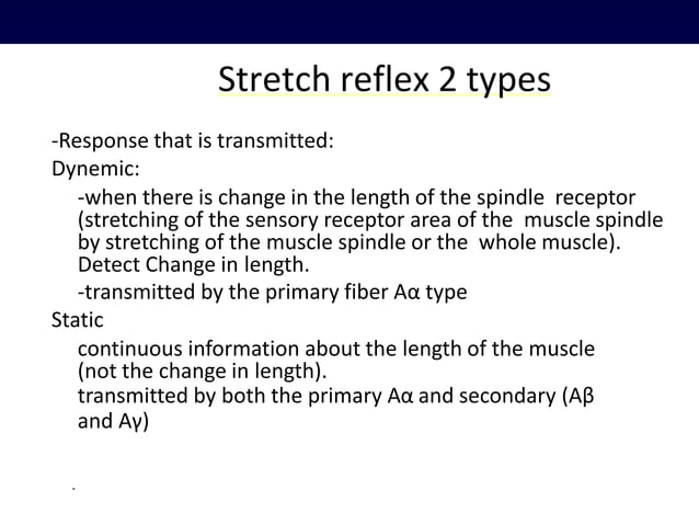 motor nervous system : Stretch reflex | PPTX | Brain and Nervous System ...