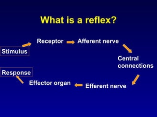 What is a reflex?
Afferent nerve
Central
connections
Efferent nerve
Receptor
Stimulus
Response
Effector organ
 