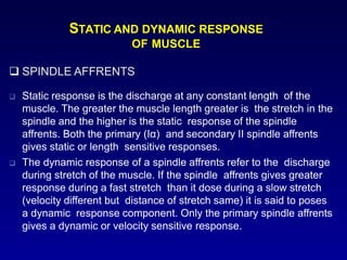 STATIC AND DYNAMIC RESPONSE
OF MUSCLE
 SPINDLE AFFRENTS
 Static response is the discharge at any constant length of the
muscle. The greater the muscle length greater is the stretch in the
spindle and the higher is the static response of the spindle
affrents. Both the primary (Iα) and secondary II spindle affrents
gives static or length sensitive responses.
 The dynamic response of a spindle affrents refer to the discharge
during stretch of the muscle. If the spindle affrents gives greater
response during a fast stretch than it dose during a slow stretch
(velocity different but distance of stretch same) it is said to poses
a dynamic response component. Only the primary spindle affrents
gives a dynamic or velocity sensitive response.
 