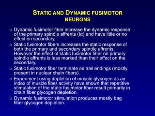 STATIC AND DYNAMIC FUSIMOTOR
NEURONS
 Dynamic fusimotor fiber increase the dynamic response
of the primary spindle affrents (Iα) and have little or no
effect on secondary.
 Static fusimotor fibers increases the static response of
both the primary and secondary spindle affrents.
However the effect of static fusimotor fiber on primary
spindle affrents is less marked than their effect on the
secondary.
 Static fusimotor fiber terminate as trail endings (mostly
present in nuclear chain fibers).
 Experiment using depletion of muscle glycogen as an
index of muscle fiber activity have shown that repetitive
stimulation of the static fusimotor fiber result primarily in
chain fiber glycogen depletion.
 Dynamic fusimotor stimulation produces mostly bag
fiber glycogen depletion.
 