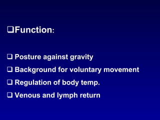 Function:
 Posture against gravity
 Background for voluntary movement
 Regulation of body temp.
 Venous and lymph return
 