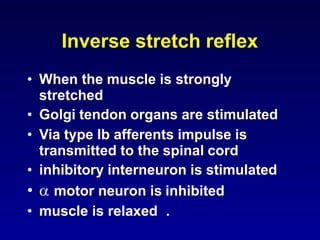 Inverse stretch reflex
• When the muscle is strongly
stretched
• Golgi tendon organs are stimulated
• Via type Ib afferents impulse is
transmitted to the spinal cord
• inhibitory interneuron is stimulated
•  motor neuron is inhibited
• muscle is relaxed .
 