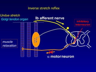  motorneuron
Undue stretch
Golgi tendon organ
muscle
relaxation
Ib afferent nerve
inhibitory
interneuron
Inverse stretch reflex
 