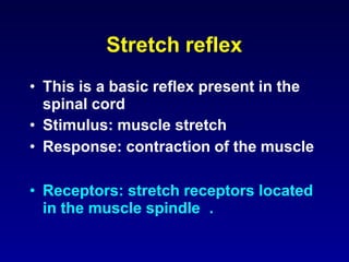 Stretch reflex
• This is a basic reflex present in the
spinal cord
• Stimulus: muscle stretch
• Response: contraction of the muscle
• Receptors: stretch receptors located
in the muscle spindle .
 