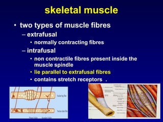 skeletal muscle
• two types of muscle fibres
– extrafusal
• normally contracting fibres
– intrafusal
• non contractile fibres present inside the
muscle spindle
• lie parallel to extrafusal fibres
• contains stretch receptors .
 