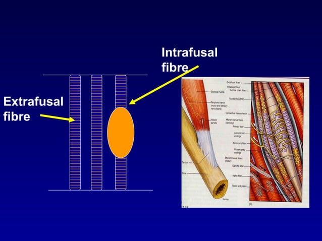 motor nervous system : Stretch reflex | PPTX | Brain and Nervous System ...