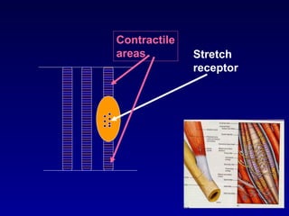 Contractile
areas Stretch
receptor
 