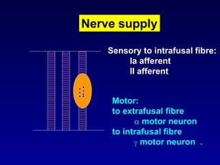 Nerve supply
Sensory to intrafusal fibre:
Ia afferent
II afferent
Motor:
to extrafusal fibre
 motor neuron
to intrafusal fibre
 motor neuron .
 