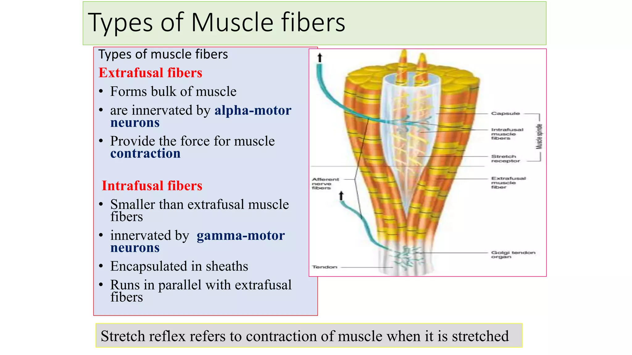 Stretch reflex | PPTX