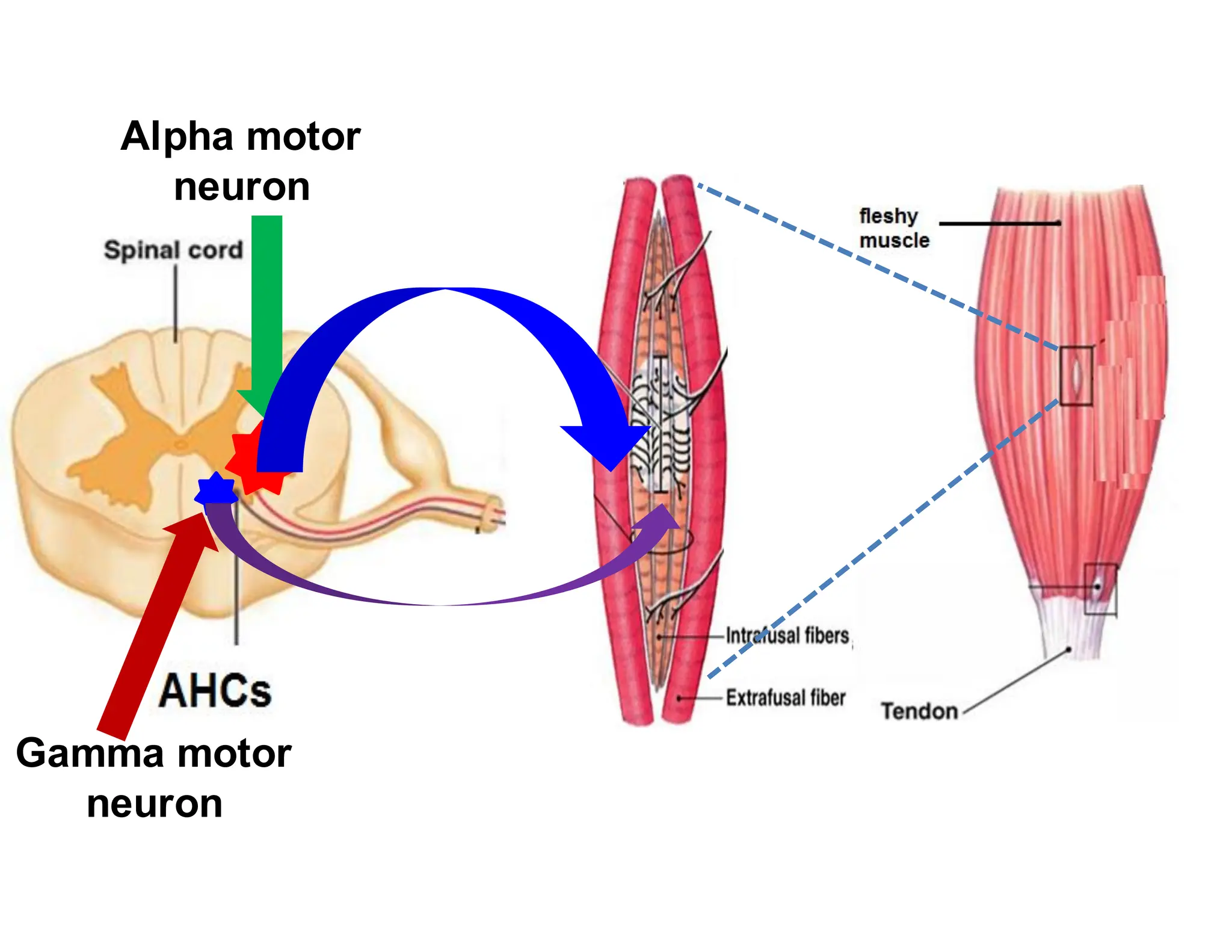 stretch reflex and its principal in spinal cord injury | PDF
