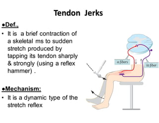 Dynamic Reflex stretch reflex and its principal in spinal cord injury | PDF