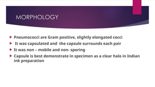MORPHOLOGY
 Pneumococci are Gram positive, slightly elongated cocci
 It was capsulated and the capsule surrounds each pair
 It was non – mobile and non- sporing
 Capsule is best demonstrate in specimen as a clear halo in Indian
ink preparation
 