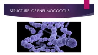 STRUCTURE OF PNEUMOCOCCUS
 