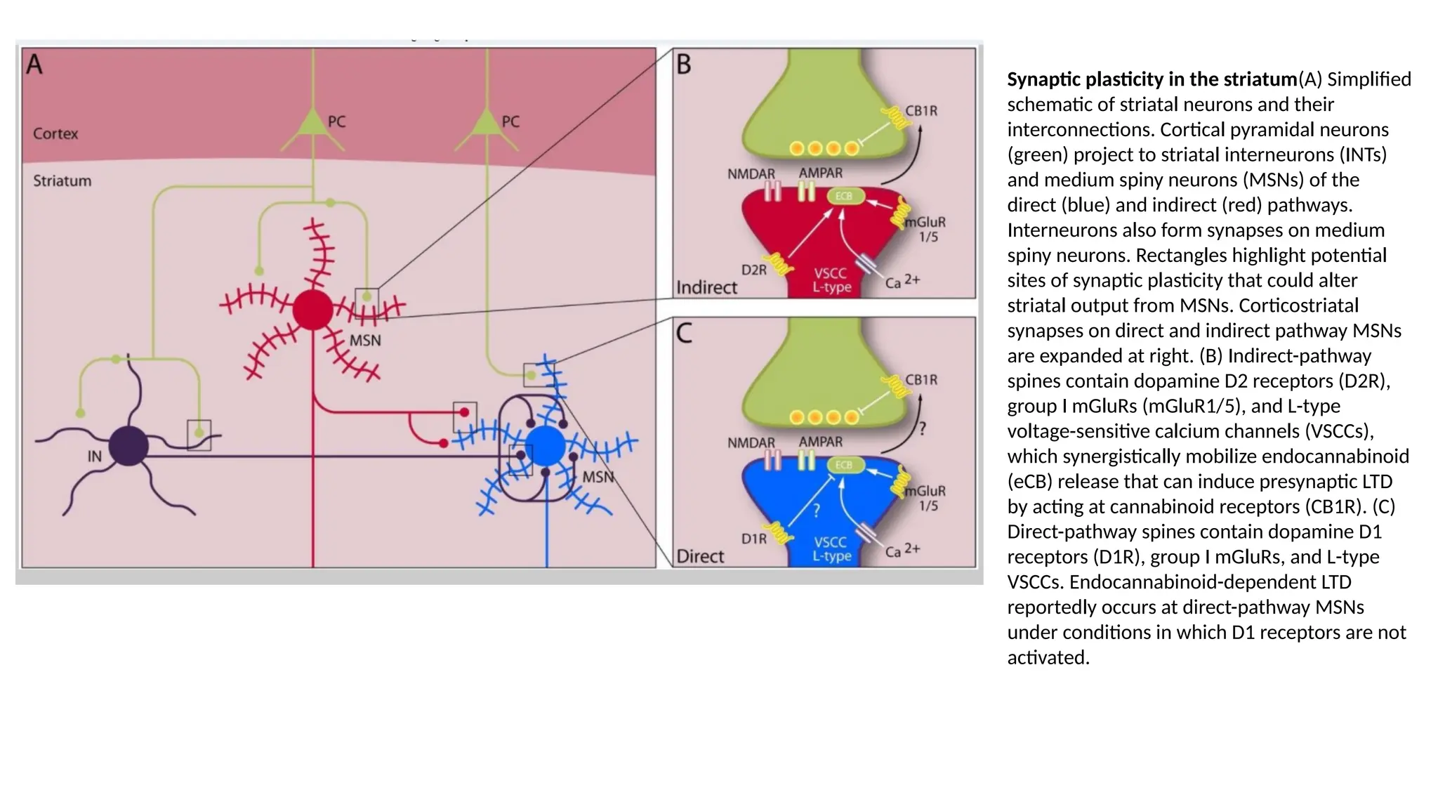 Direct and Indirect Pathways in Striatum.pptx