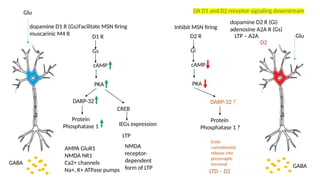 D1
D1 R
Gs
cAMP
PKA
DARP-32
Protein
Phosphatase 1
D2 R
Gi
cAMP
PKA
DARP-32 ?
Protein
Phosphatase 1 ?
AMPA GluR1
NMDA NR1
Ca2+ channels
Na+, K+ ATPase pumps
GABA
CREB
GABA
IEGs expression
LTP
D2
Glu
Glu
dopamine D1 R (Gs)
muscarinic M4 R
dopamine D2 R (Gi)
adenosine A2A R (Gs)
Facilitate MSN firing Inhibit MSN firing
Endo
cannabinoids
release into
presynaptic
terminal
NMDA
receptor-
dependent
form of LTP
LTP – A2A
LTD – D2
DA D1 and D2 receptor signaling downstream
 