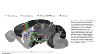 Fig 7. Summary of the inputs to the dorsal
striatum cholinergic interneurons and
D1/D2 projection neurons. Blue, green,
and red lines indicate monosynaptic inputs
to striatal ChAT, D1, and D2 neurons,
respectively. Thickness of the lines
represents proportional input strength
(cell numbers) from given brain areas.
Abbreviations: CPu, caudate putamen;
GPe, external globus pallidus; GPi/EP,
internal globus pallidus/entopeduncular
nucleus; SNc, substantia nigra, compact
part; SNr, substantia nigra, reticular part;
STN, subthalamic nucleus;.
Whole-Brain Mapping of Inputs to Projection Neurons and Cholinergic Interneurons in the Dorsal Striatum
Qingchun Guo1,2
 