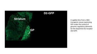 A sagittal slice from a BAC-
transgenic mouse expressing
GFP under the control of
genomic regulatory elements
for the dopamine D2 receptor
(D2-GFP)
 