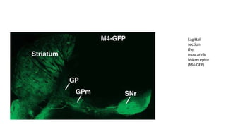 Sagittal
section
the
muscarinic
M4 receptor
(M4-GFP)
 