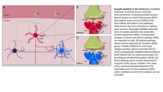 Synaptic plasticity in the striatum(A) Simplified
schematic of striatal neurons and their
interconnections. Cortical pyramidal neurons
(green) project to striatal interneurons (INTs)
and medium spiny neurons (MSNs) of the
direct (blue) and indirect (red) pathways.
Interneurons also form synapses on medium
spiny neurons. Rectangles highlight potential
sites of synaptic plasticity that could alter
striatal output from MSNs. Corticostriatal
synapses on direct and indirect pathway MSNs
are expanded at right. (B) Indirect-pathway
spines contain dopamine D2 receptors (D2R),
group I mGluRs (mGluR1/5), and L-type
voltage-sensitive calcium channels (VSCCs),
which synergistically mobilize endocannabinoid
(eCB) release that can induce presynaptic LTD
by acting at cannabinoid receptors (CB1R). (C)
Direct-pathway spines contain dopamine D1
receptors (D1R), group I mGluRs, and L-type
VSCCs. Endocannabinoid-dependent LTD
reportedly occurs at direct-pathway MSNs
under conditions in which D1 receptors are not
activated.
 